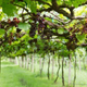 Illustration for article titled Fruity Grapevine Chatter : Life